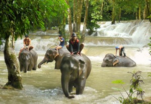 laos-elephant