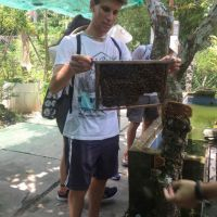 Looking at a beenest - How local people make honey in Mekong Delta trip with ALO Travel Asia 